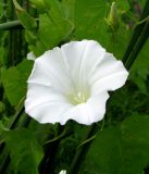 Calystegia sepium. Цветок. Астраханская обл., Володарский р-н, окр. с. Ямное, обсыхающий ерик Парфимов, рогозовые заросли. 18.08.2010.