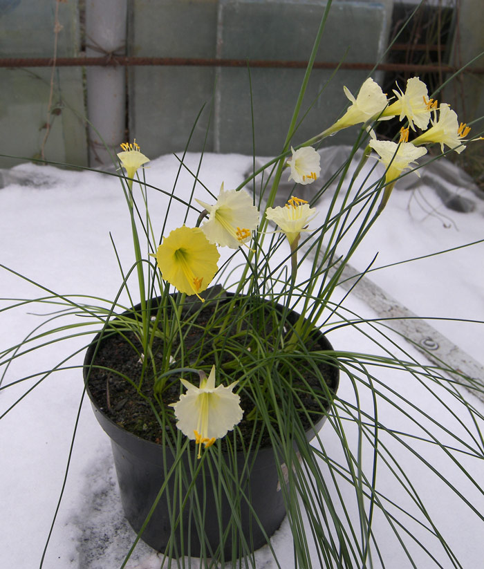 Image of Narcissus romieuxii specimen.