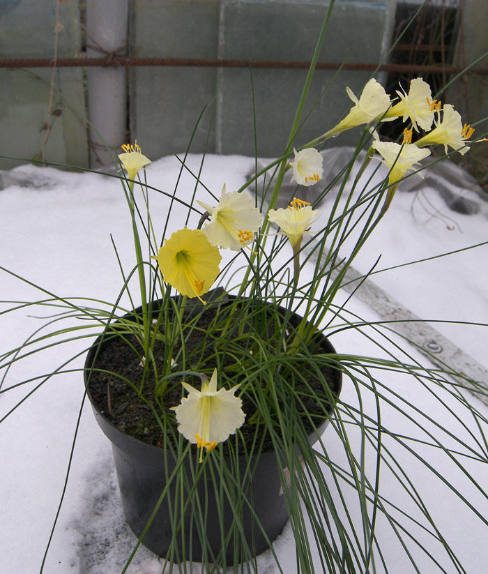 Изображение особи Narcissus romieuxii.