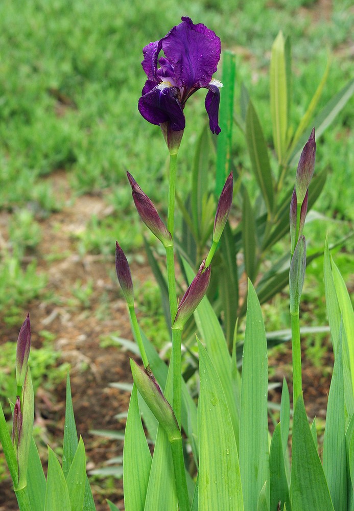 Image of genus Iris specimen.