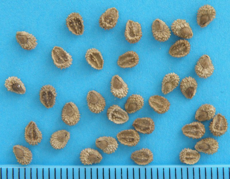 Image of Cynoglossum amabile specimen.