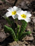 Primula vulgaris. Цветущее растение. Южный Берег Крыма, хр. Биллер. 13 апреля 2012 г.