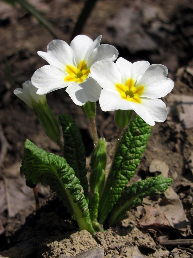 Image of Primula vulgaris specimen.