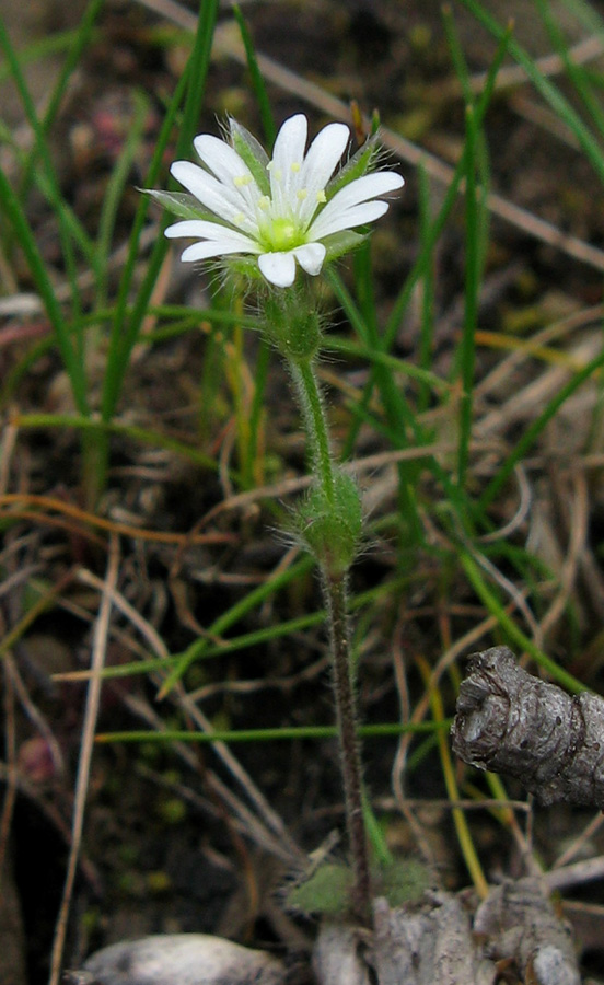 Image of Cerastium brachypetalum ssp. tauricum specimen.