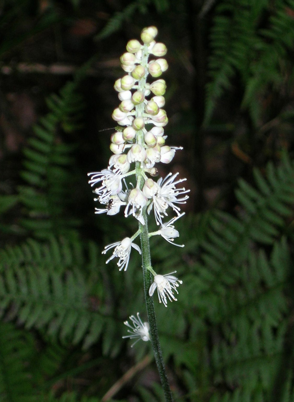 Image of Cimicifuga simplex specimen.