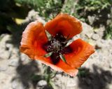 Papaver argemone