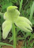 Petasites tatewakianus