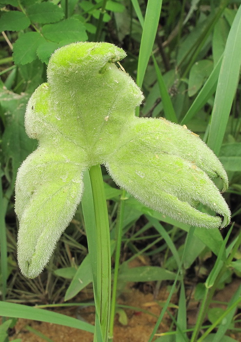 Изображение особи Petasites tatewakianus.