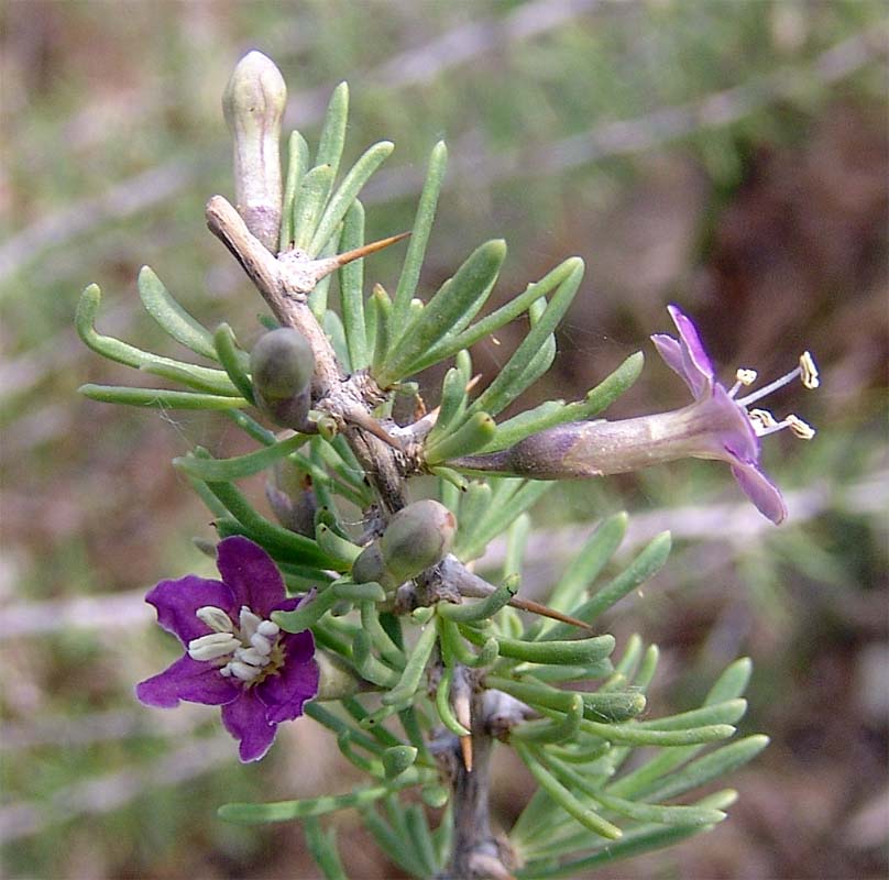 Изображение особи Lycium ruthenicum.