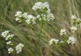 Galium hexanarium. Соцветие. Татарстан, Бугульминский р-н, остепнённый склон. 13.06.2012.