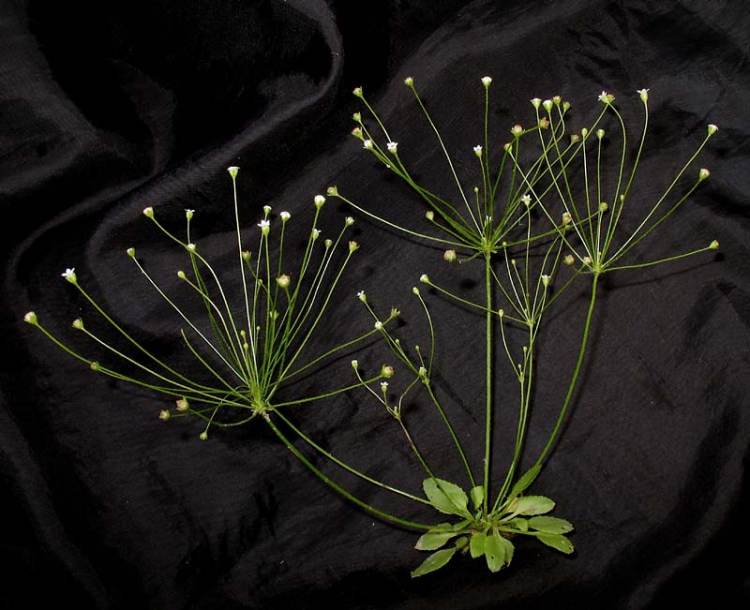 Image of Androsace filiformis specimen.