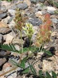 Astragalus cicer