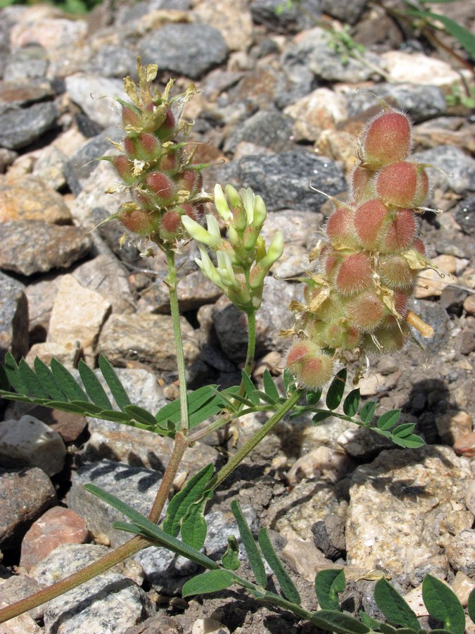 Изображение особи Astragalus cicer.