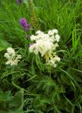 Filipendula ulmaria