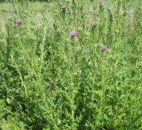 Cirsium vulgare. Цветущие растения. Новосибирская обл., Карасукский р-н, с. Благодатное, кювет межрайонного шоссе. 15.07.2012.