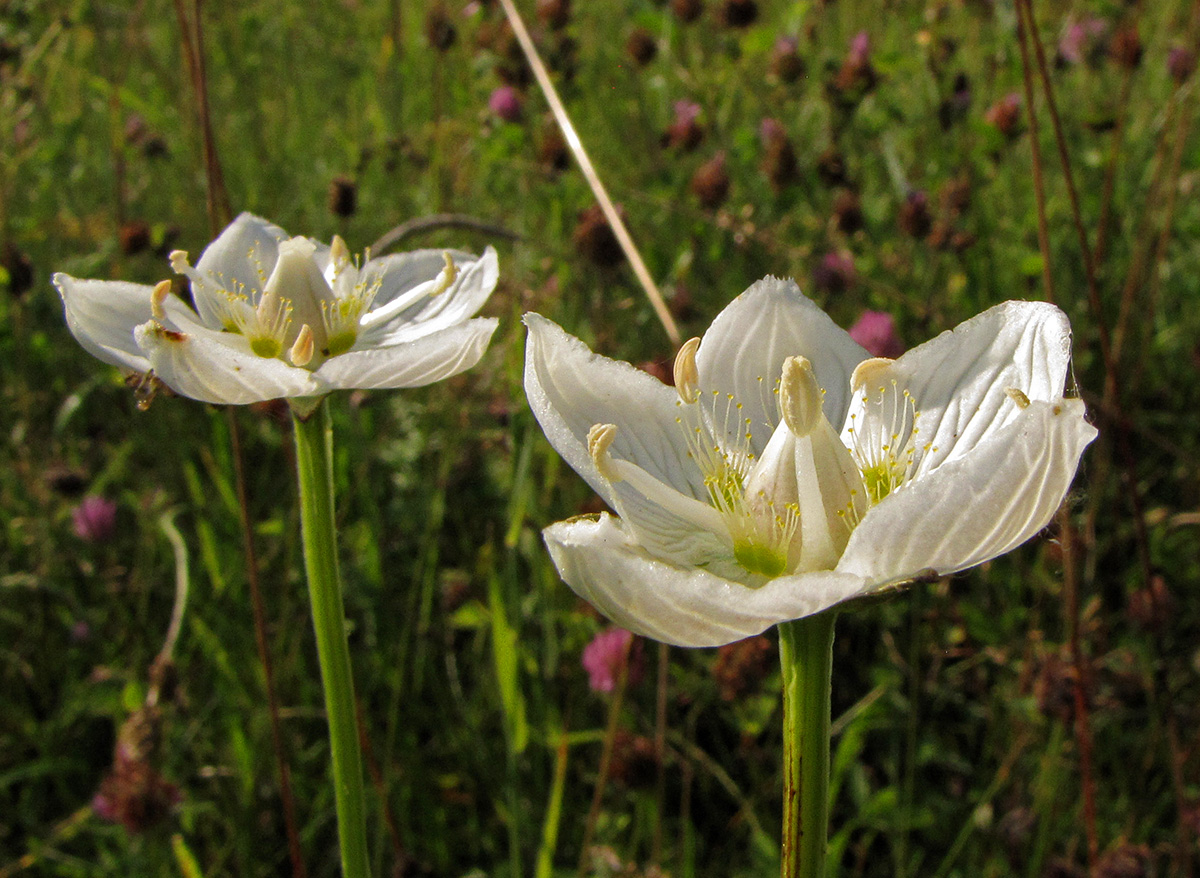 Изображение особи Parnassia palustris.