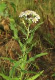 Achillea salicifolia. Верхушка цветущего растения с мухой Lucilia sp. Крым, Симферополь, западный берег Симферопольского водохранилища. 2 августа 2012 г.