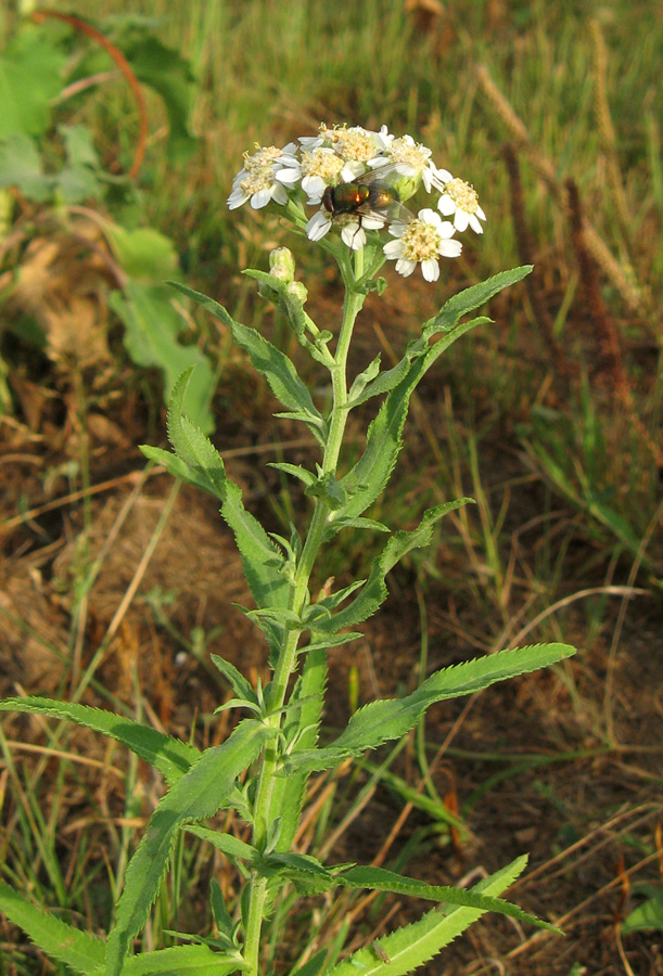 Image of Achillea salicifolia specimen.