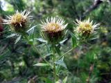 Carlina fennica. Верхушка цветущего растения. Финляндия, Иматра. 4 августа 2012 г.