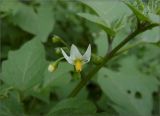 Solanum nigrum. Цветок. Чувашия, г. Шумерля. 17 августа 2012 г.