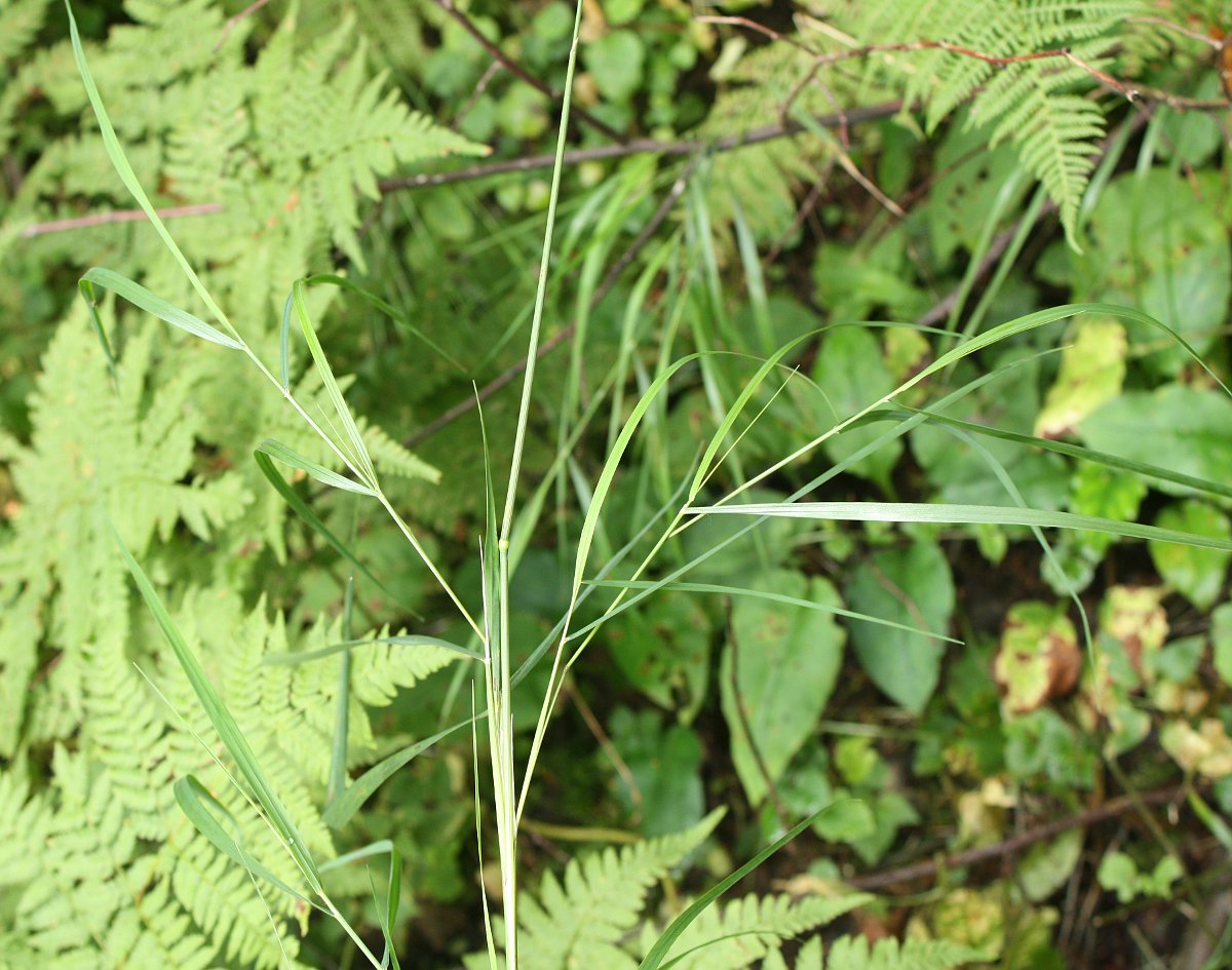 Image of Calamagrostis canescens specimen.