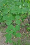 Acer tegmentosum. Ветвь. Хабаровский край, сопка Двух Братьев. 26.07.2012.