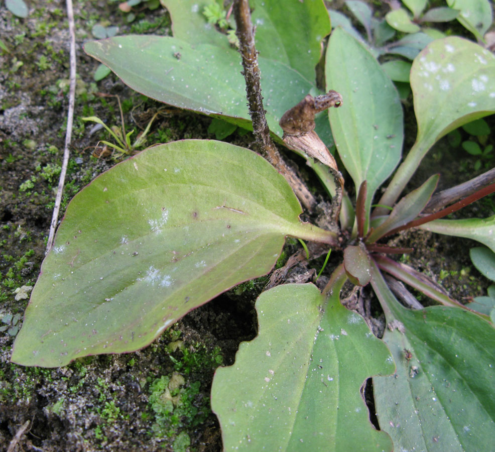 Изображение особи Plantago uliginosa.