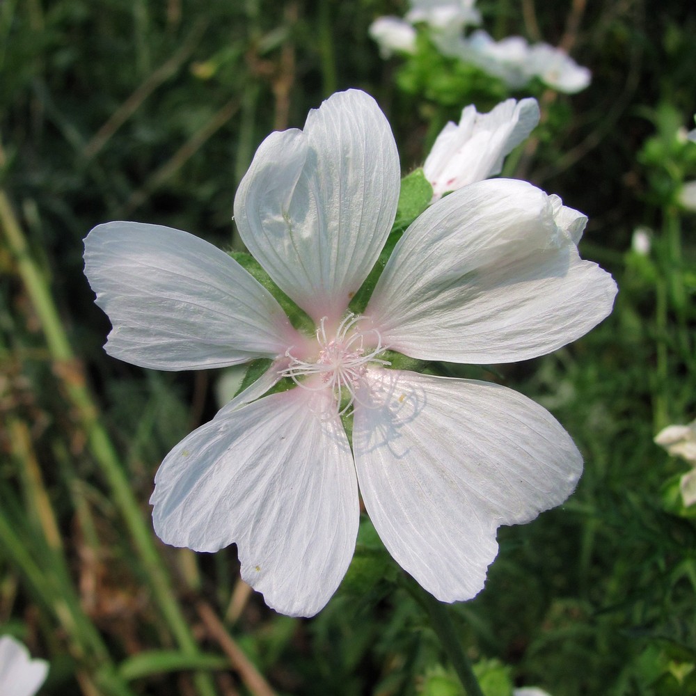 Image of Malva moschata specimen.