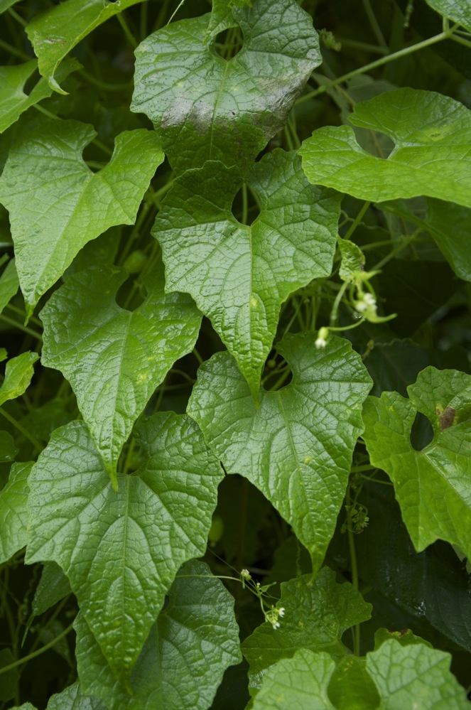 Изображение особи Schizopepon bryoniifolius.