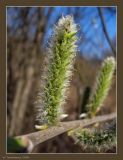 Salix gmelinii. Женское соцветие. Чувашия, окр. г. Шумерля, Песчаная дорога на Водозабор. 1 мая 2009 г.