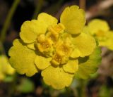 Chrysosplenium sibiricum