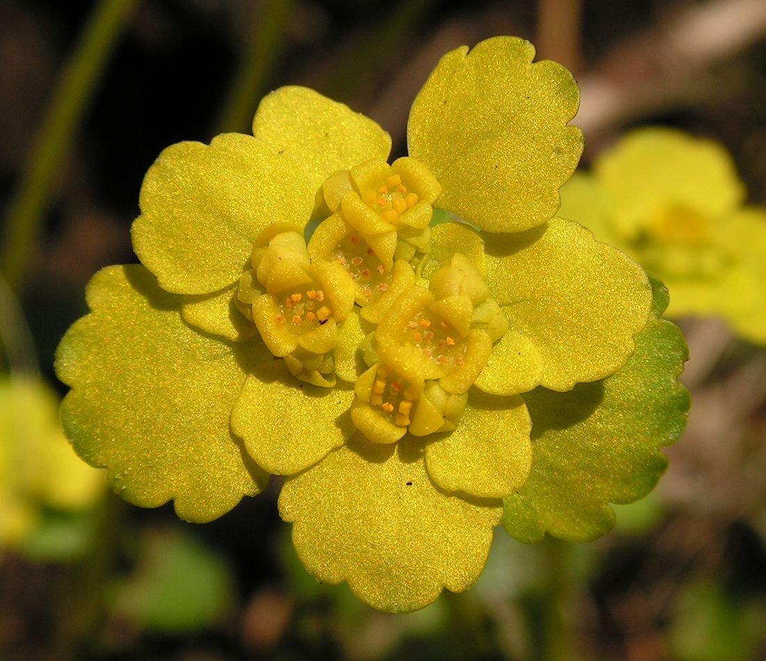 Изображение особи Chrysosplenium sibiricum.