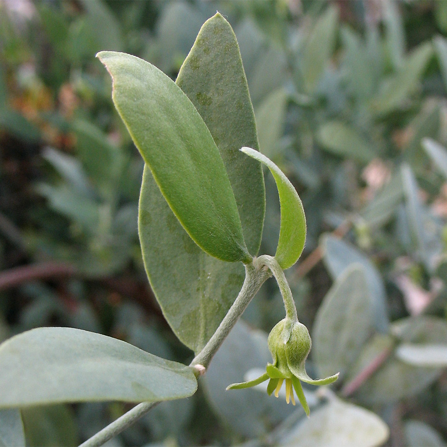 Изображение особи Simmondsia chinensis.