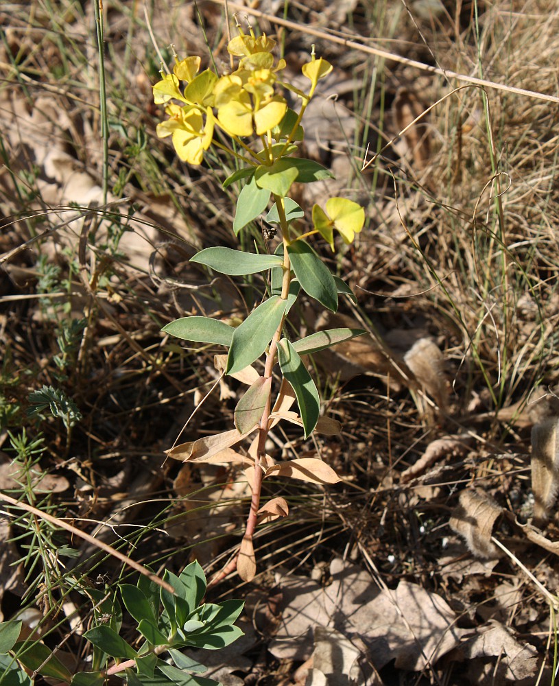 Image of Euphorbia goldei specimen.