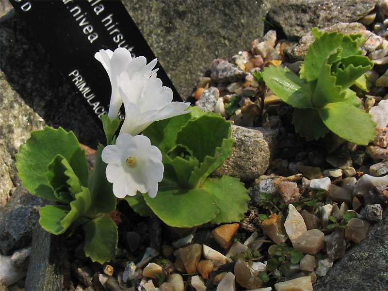 Изображение особи Primula hirsuta var. nivea.