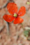 Papaver litwinowii