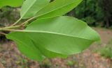 Arbutus andrachne