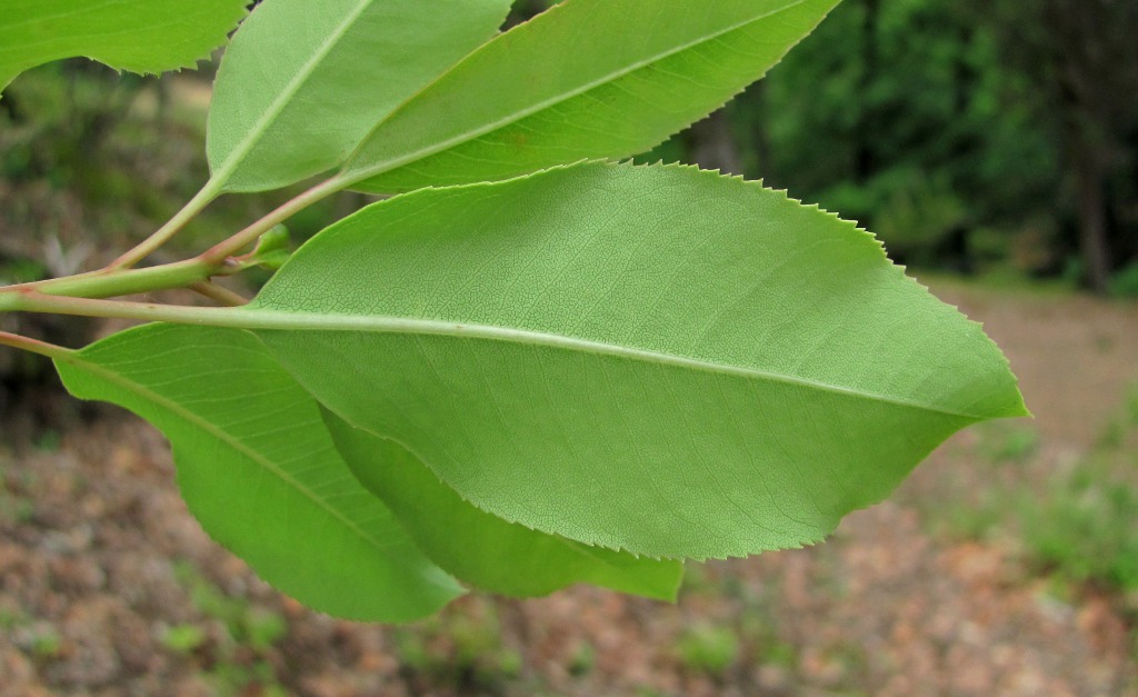 Изображение особи Arbutus andrachne.