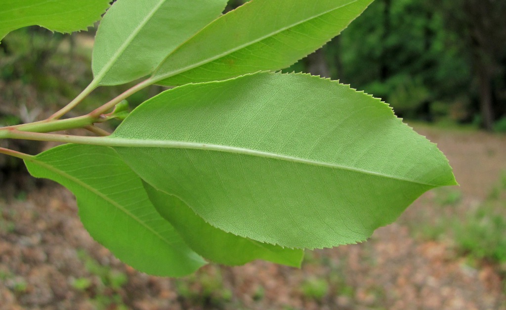 Изображение особи Arbutus andrachne.