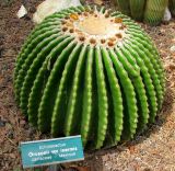 Echinocactus grusonii var. inermis