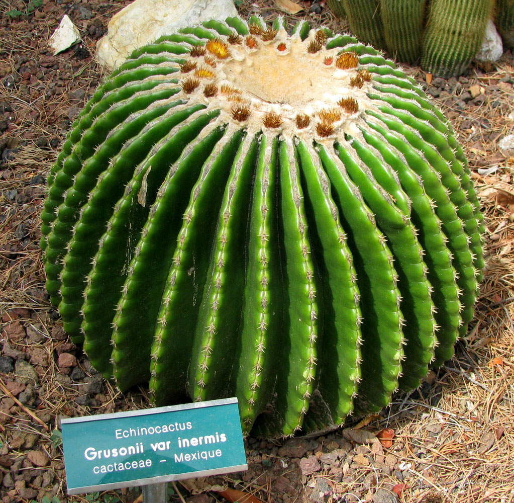 Изображение особи Echinocactus grusonii var. inermis.