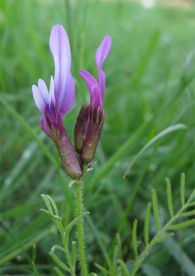 Image of Astragalus callichrous specimen.