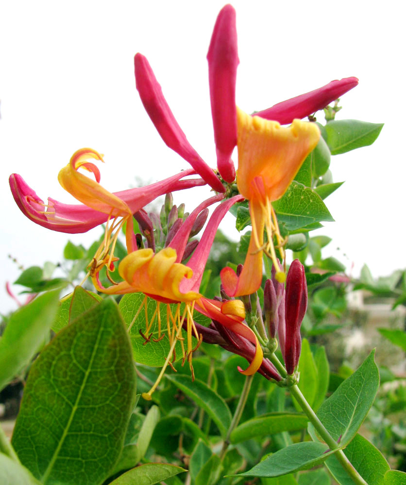 Изображение особи Lonicera × heckrottii.