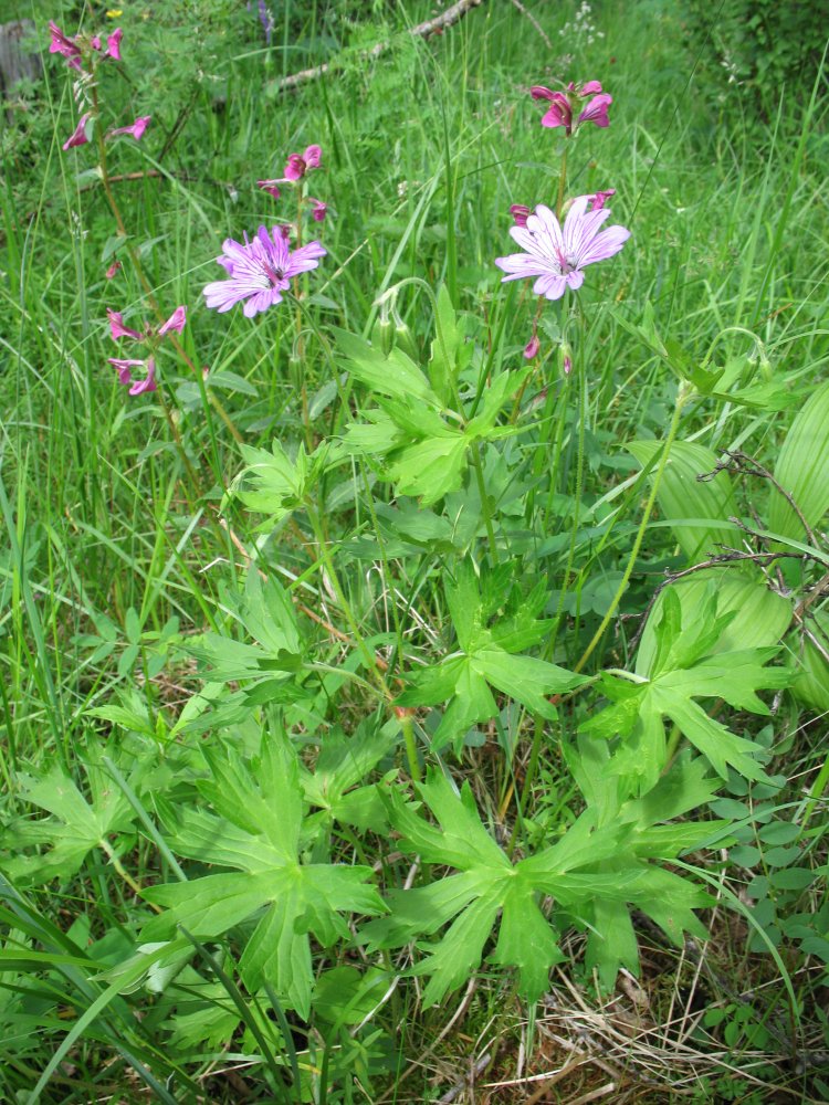 Изображение особи Geranium wlassovianum.