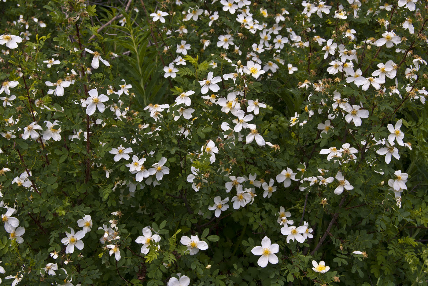 Image of Rosa spinosissima specimen.