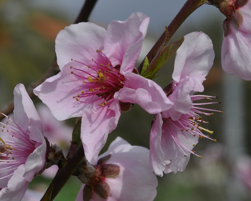 Image of Persica vulgaris var. nectarina specimen.