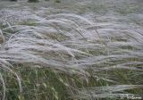 Stipa brauneri