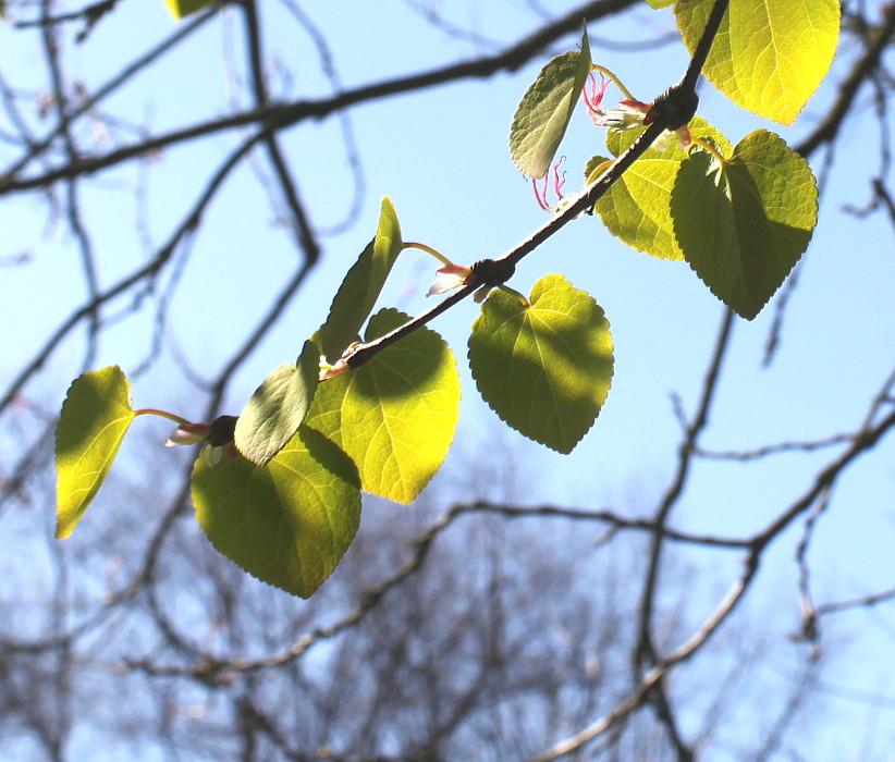 Image of Cercidiphyllum magnificum specimen.