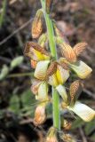 Onobrychis chorassanica