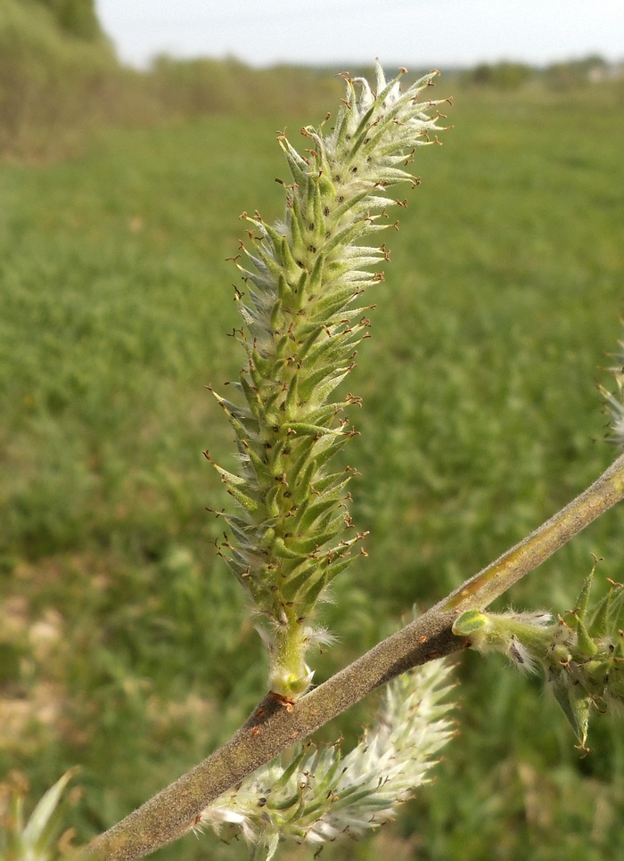 Изображение особи Salix gmelinii.